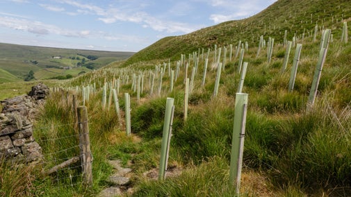 Densely planted trees, covered by tree tubes on Pule Hill, Marsden Moor, on a sunny summer day